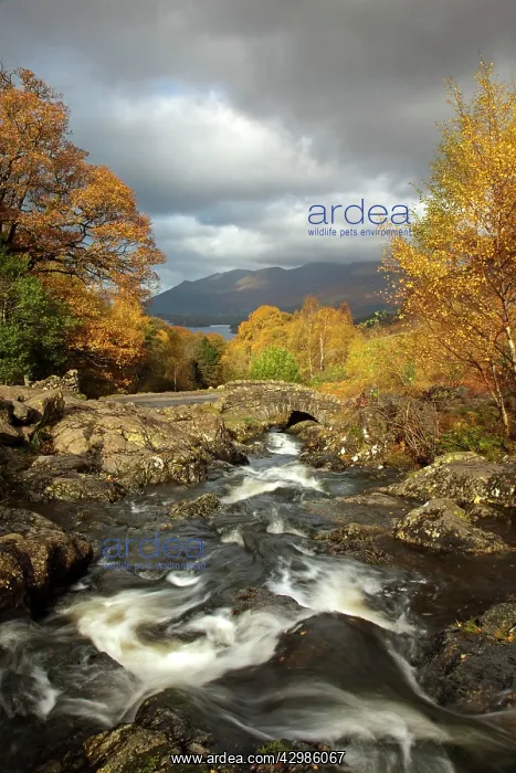 : Ashness Bridge in autumn looking towards Derwent : Ashness Bridge in autumn looking towards Derwent