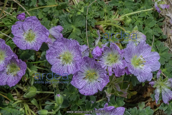 : Ashy cranesbill, Geranium cinereum, in flower on : Ashy cranesbill, Geranium cinereum, in flower on