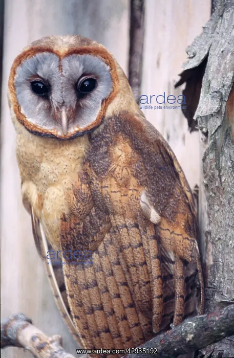 : Ashy-faced Barn / Hispaniolan Barn OWL : Ashy-faced Barn / Hispaniolan Barn OWL