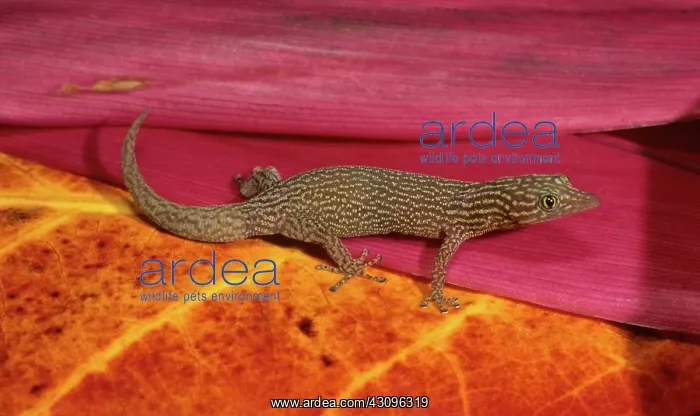 : Ashy Gecko : Ashy Gecko