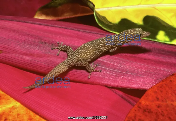: Ashy Gecko : Ashy Gecko