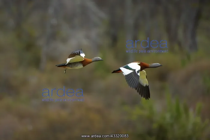 : Ashy-headed Goose : Ashy-headed Goose