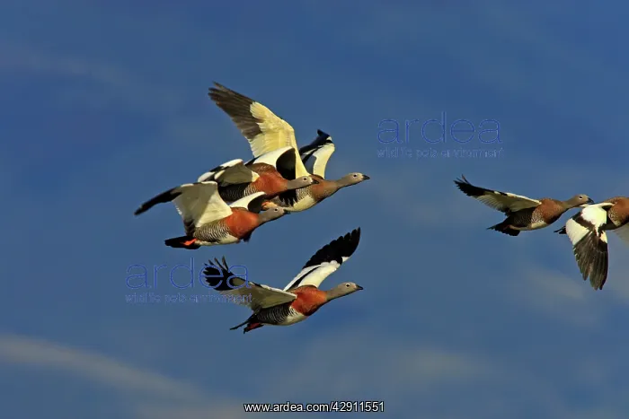 : Ashy-headed Goose - flock in flight : Ashy-headed Goose - flock in flight