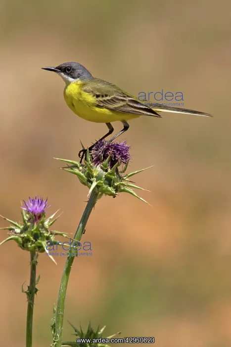 : Ashy-headed Wagtail - in habitat : Ashy-headed Wagtail - in habitat