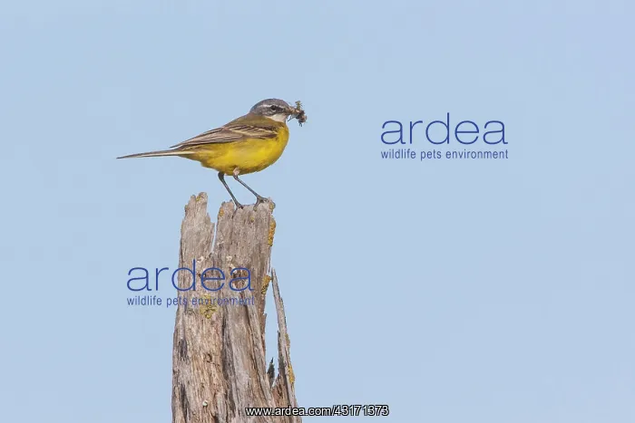 : Ashy-headed Wagtail (Motacilla flava) on a pole : Ashy-headed Wagtail (Motacilla flava) on a pole