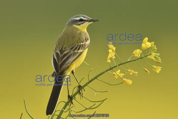 : Ashy-headed Wagtail (Motacilla flava) in a rapeseed : Ashy-headed Wagtail (Motacilla flava) in a rapeseed