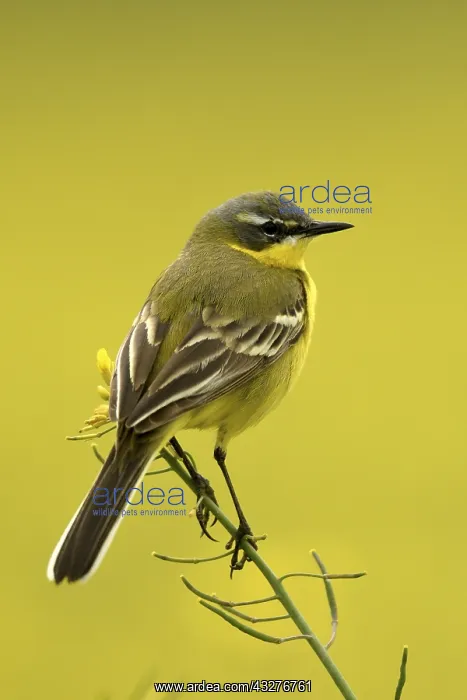 : Ashy-headed Wagtail (Motacilla flava) in a rapeseed : Ashy-headed Wagtail (Motacilla flava) in a rapeseed