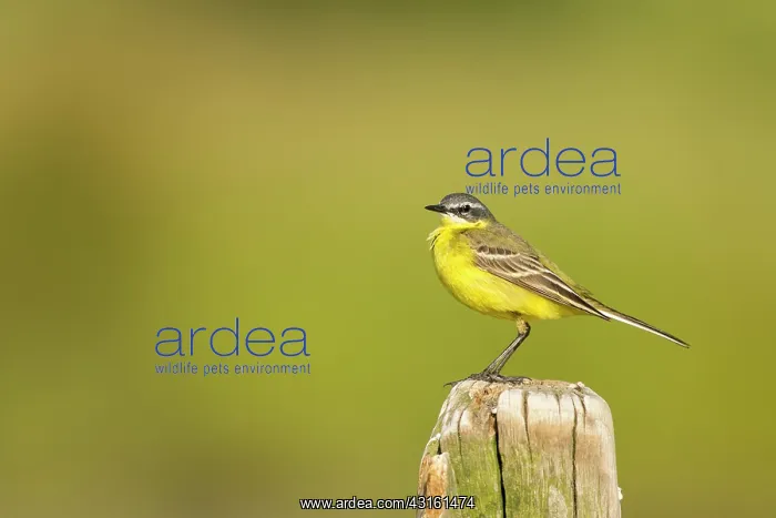  : Ashy-headed Wagtail on pole in spring, France