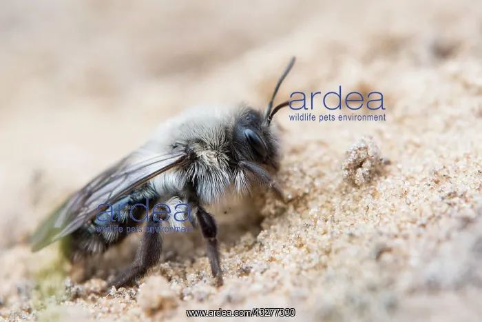 : Ashy mining bee (Andrena cineraria), Emsland, Lower : Ashy mining bee (Andrena cineraria), Emsland, Lower