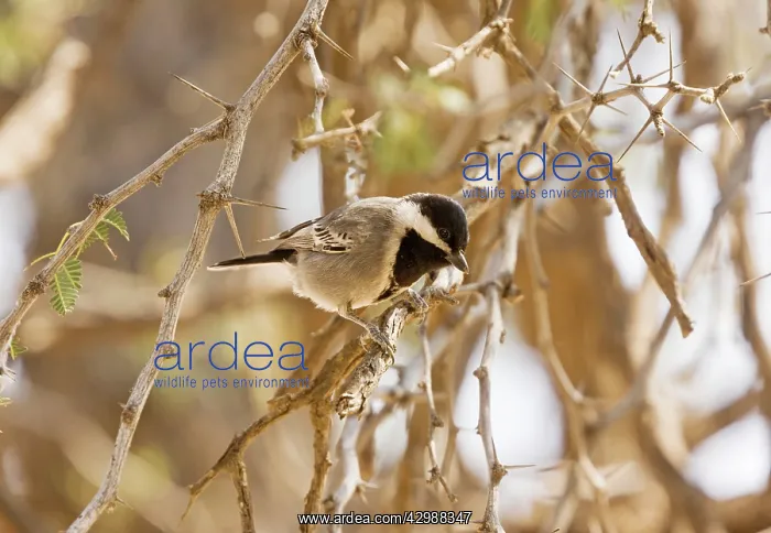 : Ashy Tit - perched in thorn bush. Kalahari, South : Ashy Tit - perched in thorn bush. Kalahari, South