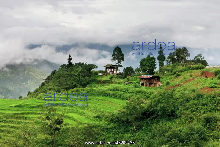 : Asia, Bhutan. Rice fields and terraces spread : Asia, Bhutan. Rice fields and terraces spread