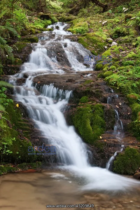 : Asia, Bhutan. Waterfall in central Bhutan : Asia, Bhutan. Waterfall in central Bhutan
