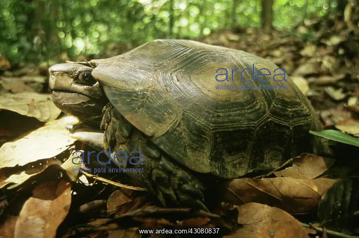 : Asia Brown Tortoise : Asia Brown Tortoise