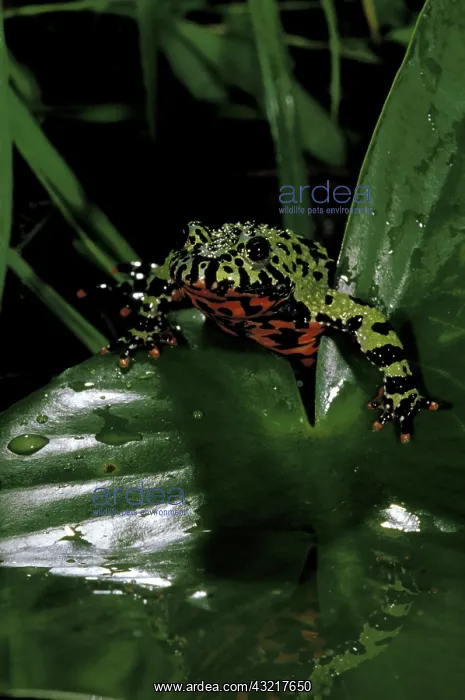 : Asia, China. Fire belly toad (Bombina orientalis) : Asia, China. Fire belly toad (Bombina orientalis)