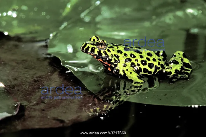 : Asia, China. Fire belly toad (Bombina orientalis) : Asia, China. Fire belly toad (Bombina orientalis)