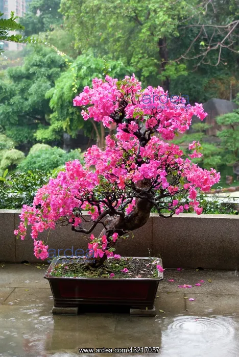: Asia, China, Hong Kong, Kowloon, Wong Tai : Asia, China, Hong Kong, Kowloon, Wong Tai