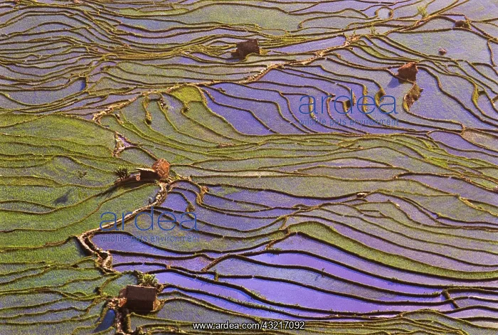 : Asia, China, Yunnan Province, Yuanyang : Asia, China, Yunnan Province, Yuanyang