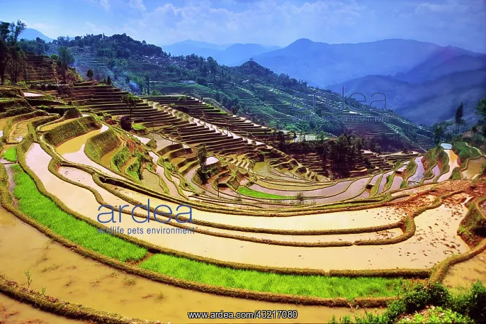 : Asia, China, Yunnan Province, Yuanyang County : Asia, China, Yunnan Province, Yuanyang County