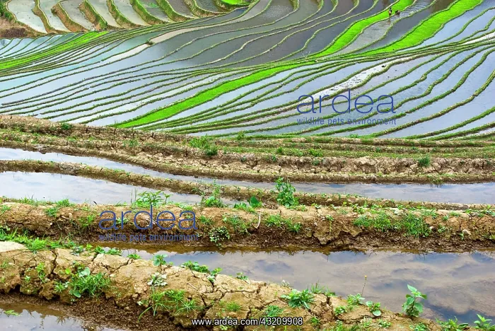  : Asia, China, Yunnan, Yuanyang. Flooded rice