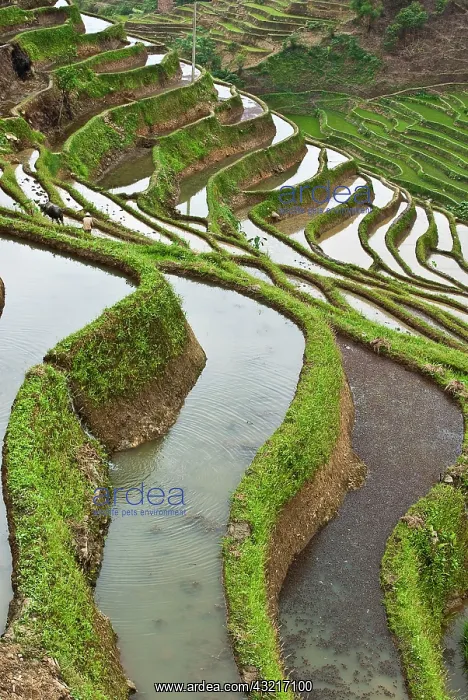 : Asia, China, Yunnan, Yuanyang. Flooded rice : Asia, China, Yunnan, Yuanyang. Flooded rice
