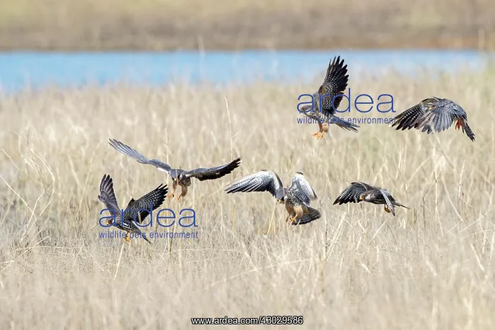 : Asia, India, Nagaland province, Amur falcon (Falco : Asia, India, Nagaland province, Amur falcon (Falco