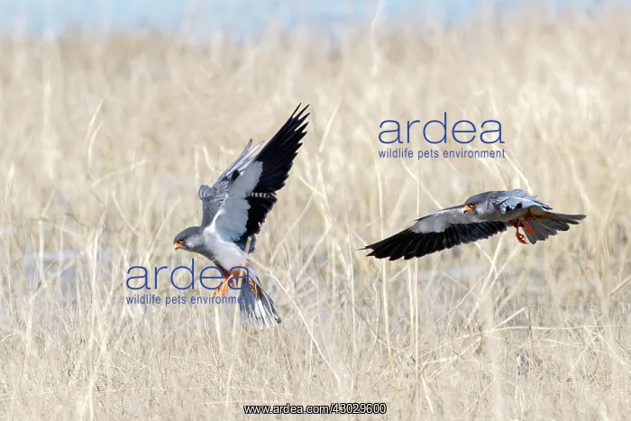 : Asia, India, Nagaland province, Amur falcon (Falco : Asia, India, Nagaland province, Amur falcon (Falco