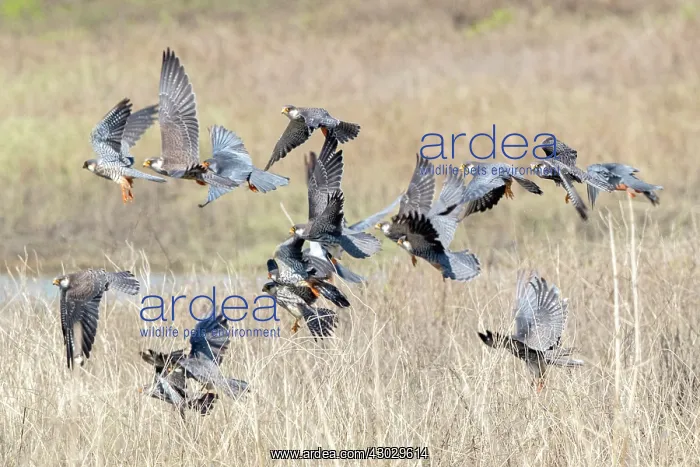 : Asia, India, Nagaland province, Amur falcon (Falco : Asia, India, Nagaland province, Amur falcon (Falco