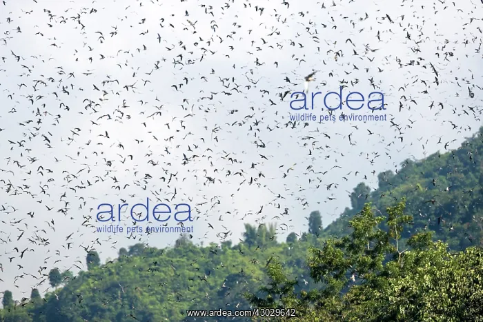 : Asia, India, Nagaland province, Amur falcon (Falco : Asia, India, Nagaland province, Amur falcon (Falco