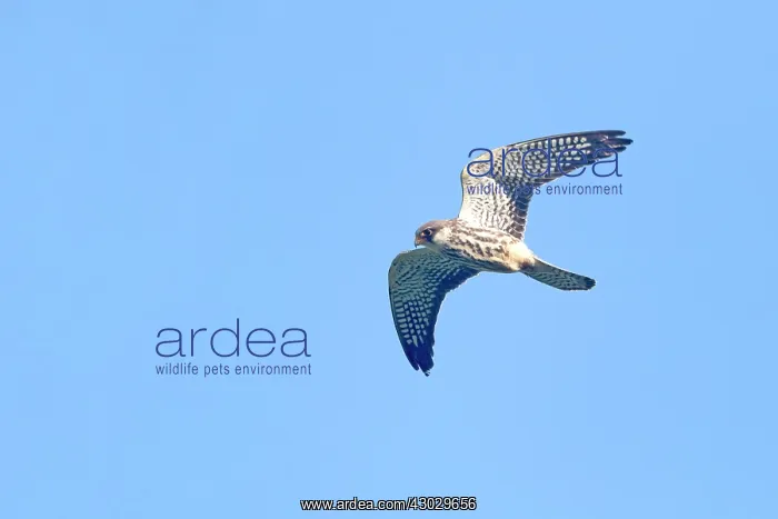 : Asia, India, Nagaland province, Amur falcon (Falco : Asia, India, Nagaland province, Amur falcon (Falco