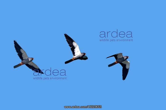 : Asia, India, Nagaland province, Amur falcon (Falco : Asia, India, Nagaland province, Amur falcon (Falco