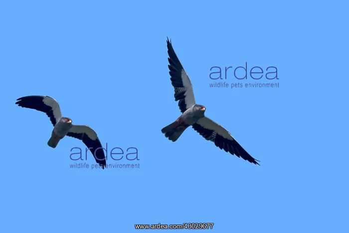 : Asia, India, Nagaland province, Amur falcon (Falco : Asia, India, Nagaland province, Amur falcon (Falco