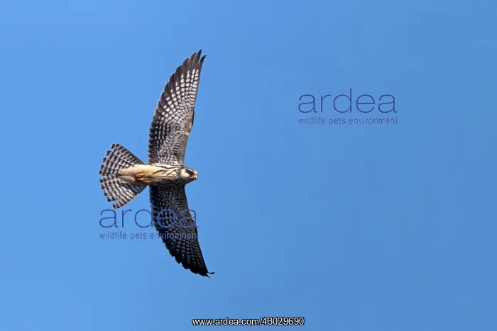 : Asia, India, Nagaland province, Amur falcon (Falco : Asia, India, Nagaland province, Amur falcon (Falco