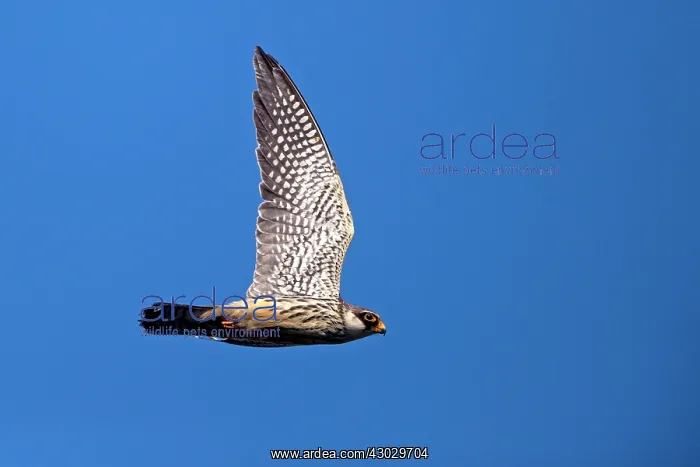 : Asia, India, Nagaland province, Amur falcon (Falco : Asia, India, Nagaland province, Amur falcon (Falco