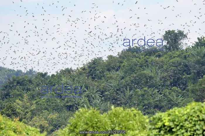 : Asia, India, Nagaland province, Amur falcon (Falco : Asia, India, Nagaland province, Amur falcon (Falco