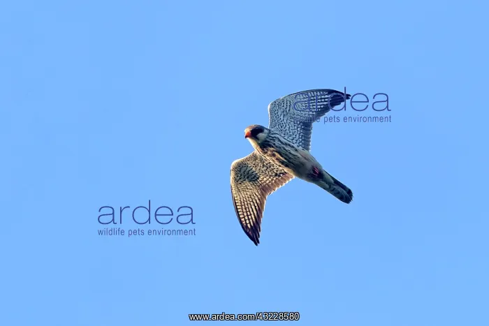  : Asia, India, Nagaland province, Amur falcon (Falco