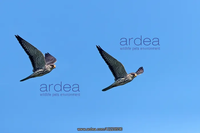 : Asia, India, Nagaland province, Amur falcon (Falco : Asia, India, Nagaland province, Amur falcon (Falco