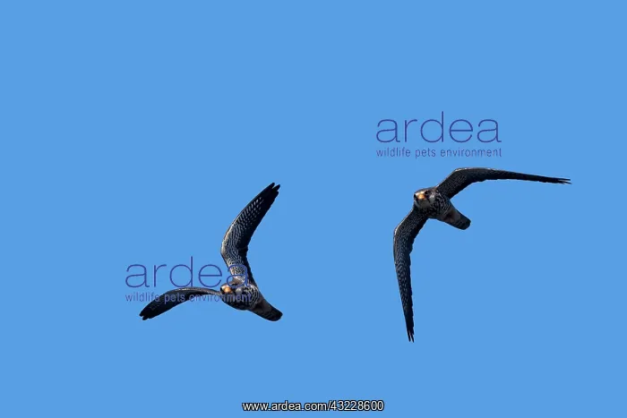 : Asia, India, Nagaland province, Amur falcon (Falco : Asia, India, Nagaland province, Amur falcon (Falco