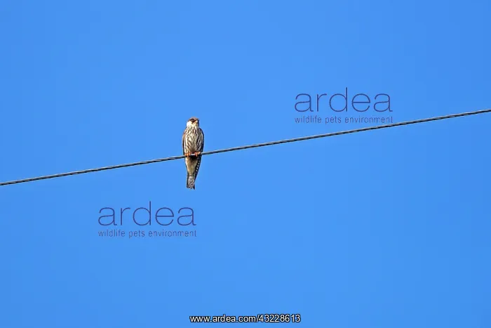 : Asia, India, Nagaland province, Amur falcon (Falco : Asia, India, Nagaland province, Amur falcon (Falco