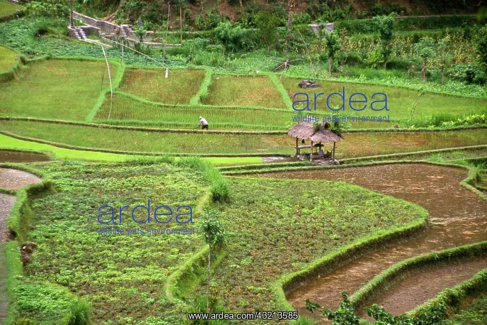 : Asia, Indonesia, East Bali. Rice fields : Asia, Indonesia, East Bali. Rice fields