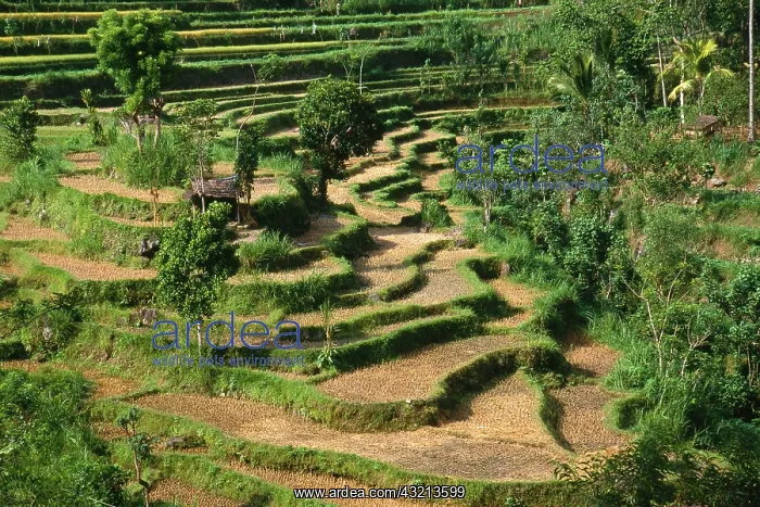: Asia, Indonesia, East Bali. Rice fields : Asia, Indonesia, East Bali. Rice fields