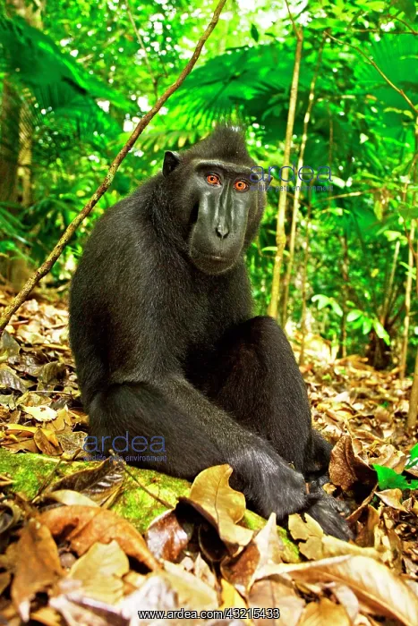 : Asia, Indonesia, Sulawesi. Crested black macaque : Asia, Indonesia, Sulawesi. Crested black macaque