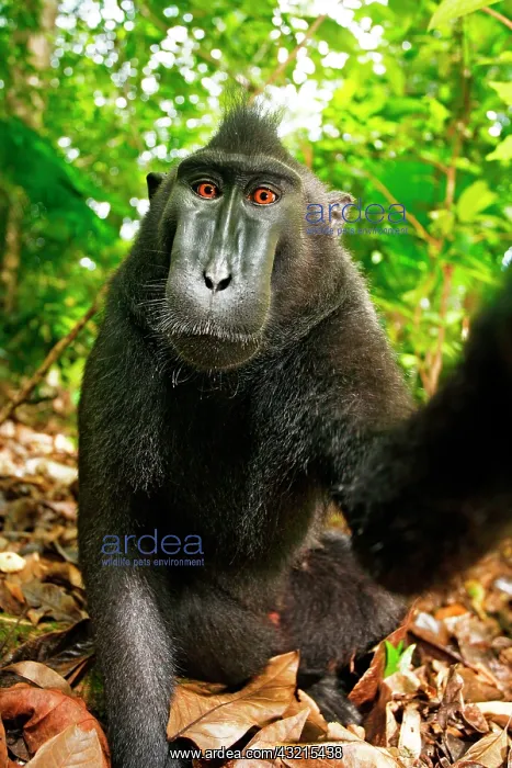 : Asia, Indonesia, Sulawesi. Crested black macaque : Asia, Indonesia, Sulawesi. Crested black macaque