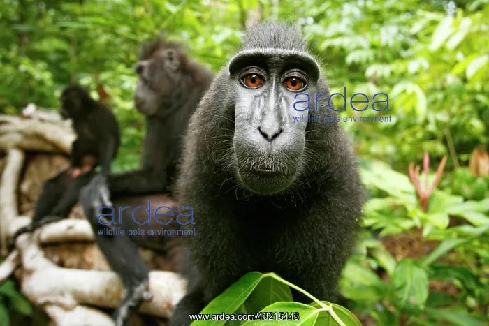 : Asia, Indonesia, Sulawesi. Crested black macaque : Asia, Indonesia, Sulawesi. Crested black macaque