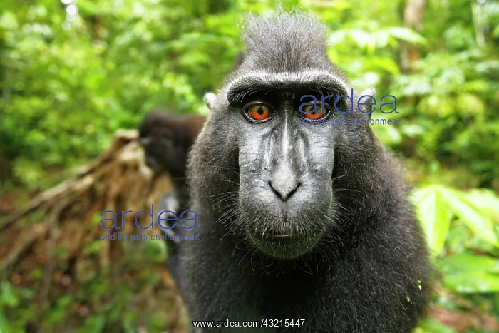 : Asia, Indonesia, Sulawesi. Crested black macaque : Asia, Indonesia, Sulawesi. Crested black macaque
