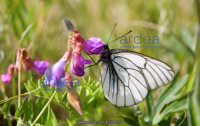 : Asia, Mongolia, Khovsgol Nuur NP. Pieris : Asia, Mongolia, Khovsgol Nuur NP. Pieris