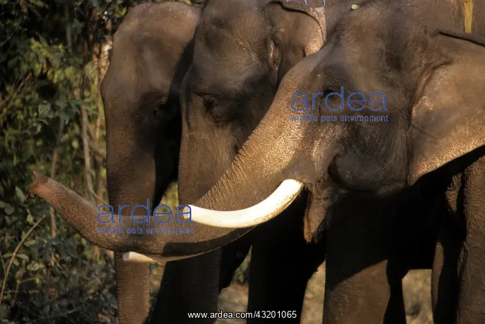 : Asia, Nepal, Chitwan. Asian Elephants of Chitwan : Asia, Nepal, Chitwan. Asian Elephants of Chitwan