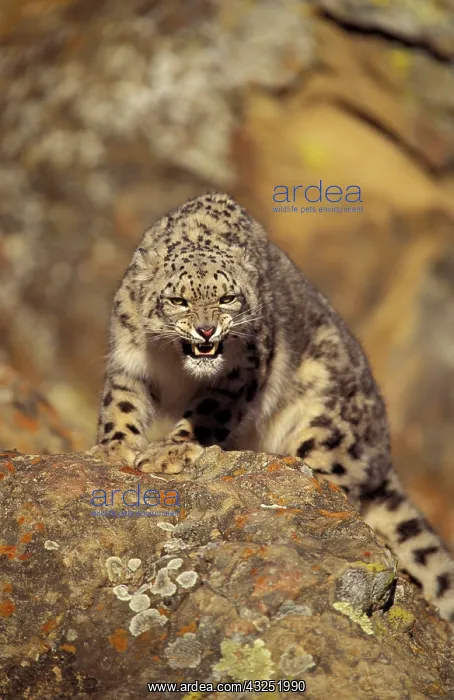 : Asia. Snow leopard (Panthera uncia uncia) : Asia. Snow leopard (Panthera uncia uncia)