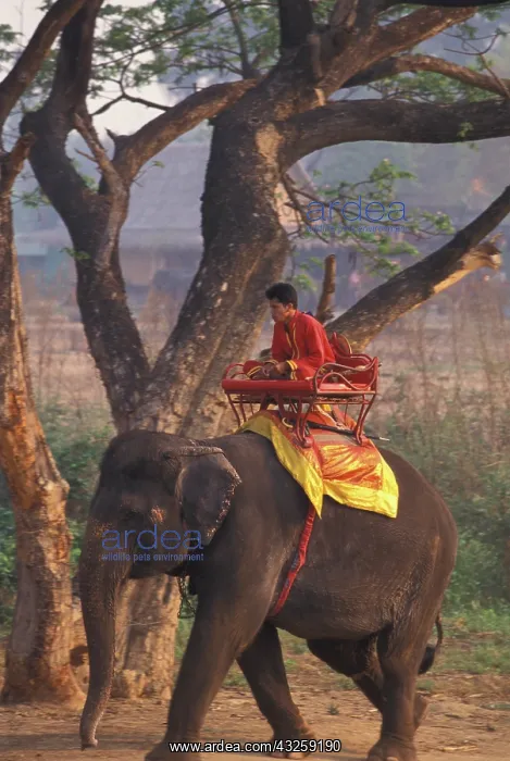 : Asia, Thailand, Ayuthaya. Mahout (elephant : Asia, Thailand, Ayuthaya. Mahout (elephant
