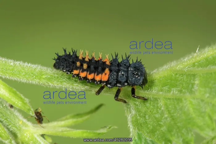 : Asian Asian lady beetle (Harmonia axyridis) larva : Asian Asian lady beetle (Harmonia axyridis) larva