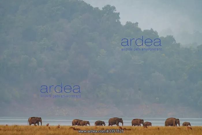 : ASIAN OR ASIATIC ELEPHANT : ASIAN OR ASIATIC ELEPHANT